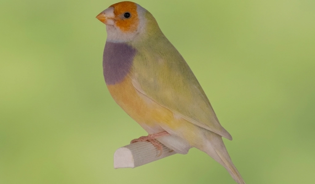 Diamante de Gould Amarillo