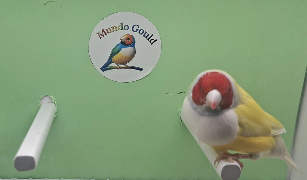 Diamante de gould Amarillo Simple Factor Cabeza Roja Pecho Blanco 2