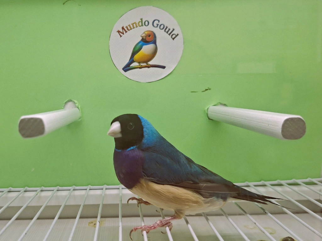 criador de diamantes de gould azul