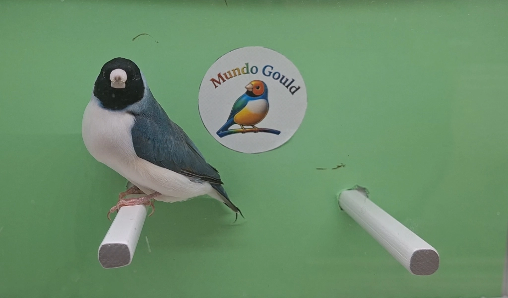 criador de diamantes de gould