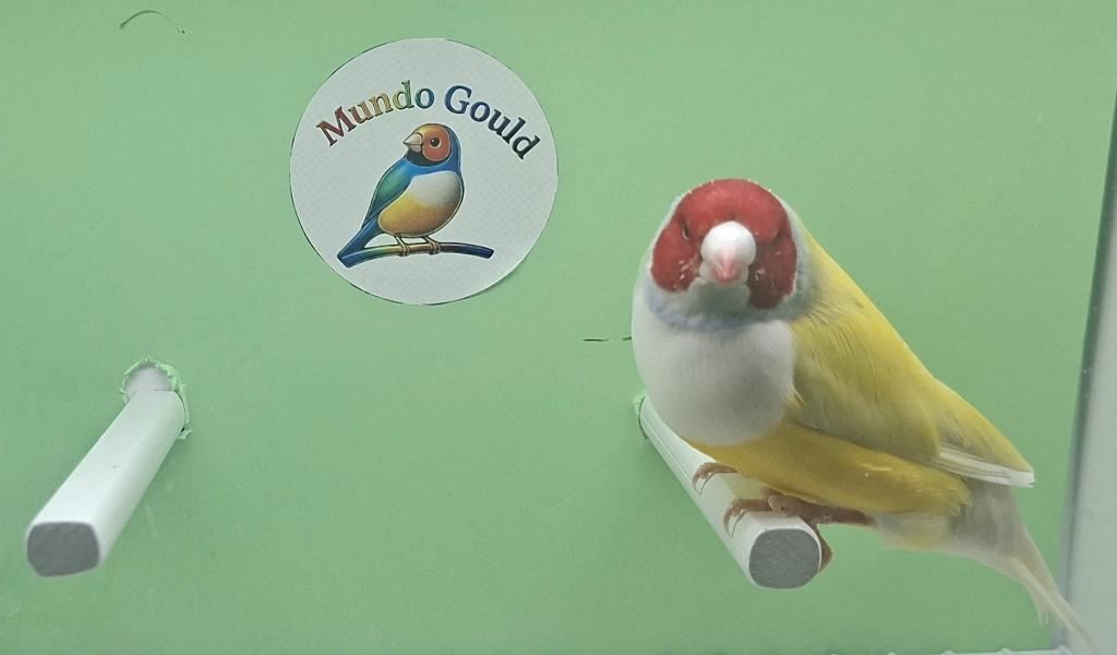 diamante de gould amarillo simple factor cabeza roja pecho blanco